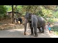 mihin raja and rohana raja මිහින් රාජා රෝහන රාජා කෑම ගේන හැටි 🇱🇰🐘 sadhdhantha kulaya elephant