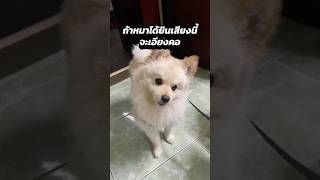 ถ้าหมาได้ยินเสียงนี้ จะเอียงคอ 🤣 #คนไทยเป็นคนตลก #หมาน่ารัก #หมาตลก #หมา #dog #trending #pet