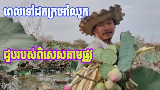 ខំទៅរកដកក្រអៅឈូក បែរជាជួបរបស់ពិសេស