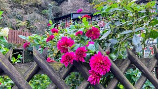 Bacharach Old City Walking Tour เที่ยวเมืองเก่าในหุบเขา ฤดูใบไม้เปลี่ยนสีในเยอรมัน🍁