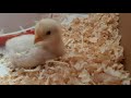 병아리 소리 the sound of a chick