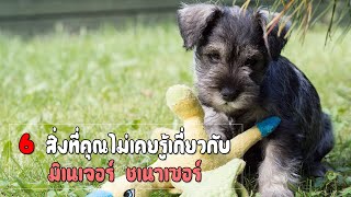 6 สิ่งที่คุณไม่เคยรู้เกี่ยวกับ มิเนเจอร์ ชเนาเซอร์ (สาระสั้น EP.13)