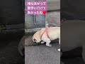 お散歩お散歩うれしいなぁ〜犬🌈 pug パグ 犬 chien कुत्ता hund かわいい犬 dog 散歩