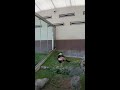 パンダ食事中 アドベンチャーワールド panda s eating　adventure word