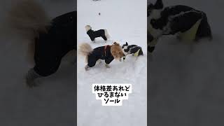 楽しい雪遊び❶  #ゴールデンレトリーバーgolden #多頭飼い #愛犬 #犬のいる生活 #ボーダーコリー#犬好き #犬のいる暮らし #ドックラン#ペットの里