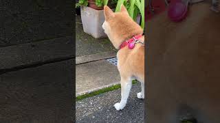 猫に遭遇闘う柴犬【柴女もみじ14歳とひっそりオーラ消す柴女つくね9歳】#柴犬 #シニア犬 #柴犬のいる暮らし