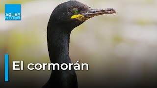 El CORMORÁN, el CUERVO DE MAR de ojos ESMERALDA