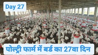 Day 27 of Broiler Poultry Farming | Broiler Chicken Farming