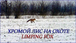 Хромой Лис на охоте / Limping Fox