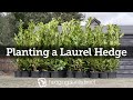 How to plant a Laurel Hedge