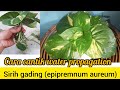 water propagation epipremnum aureum (sirih gading)