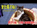 猫のムダ毛をごっそり取っちゃおう！ファーミネーター使ってみた感想☆猫グッズ☆冬毛からの抜け変わりの時期に☆【リキちゃんねる　猫動画】cat videos キジトラ猫との暮らし