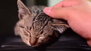 Lustigste Katzen- und Hundevideos Beste|lustige Tiervideos Hunde 2022 geliebte Katzen