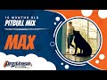 Lab Mix, 10 Months, Max | Best Dog Trainers Northern VA, etc | Off Leash K9