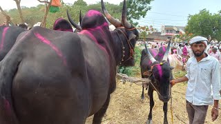 खिल्लार जोड | हिरापूर बैल बाजारातील सुंदर बैलजोड | एक लाखात टॉप बैलजोडी | Hirapur Bail Bajar