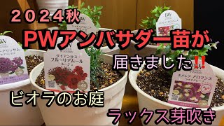 【PWアンバサダー】花苗のご紹介【ビオラのお庭】極小輪ビオラ購入苗ご紹介