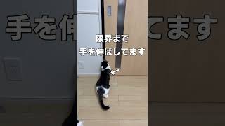 飼い主の喜ばせ方を分かってる猫の「おかえり」。#shorts #cat #Cat #猫 #保護猫#猫お出迎え