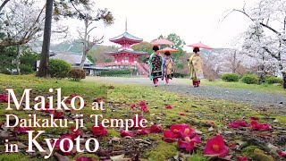 Drone footage of Geisha(Maiko) at Daikakuji-Temple in Kyoto,Japan