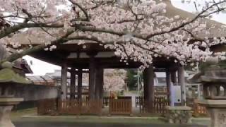 甲賀の桜　新宮神社(杣）忍者の里甲南