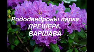 Рододендроны парка Дрешера.  Варшава