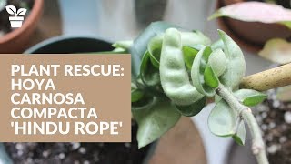 Plant Rescue: Hoya Carnosa Compacta | Hindu Rope