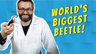 Unboxing Behemoth Beetles | Buggin’ Out