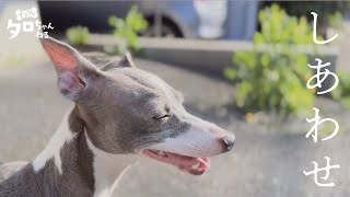 散歩する喜びを噛みしめて歩くイタグレが可愛い　Cute dog chewing on the joy of a walk.