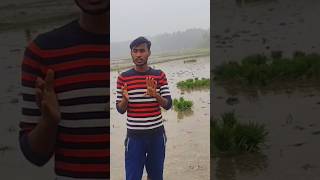 গ্রামের কৃষি কাজ আপনার কাছে কেমন লাগে?  #ভোলা #reel #tiktok #villagelife #village #Nazimkhan