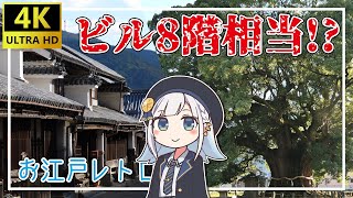 「新幹線x2よりでかい木」が日本にあるのをご存じですか？「お江戸レトロな街」も散策！【 美馬旅行 EP2/2 】