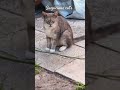 suspicious cat s 🐈 with a funny face eyes contact