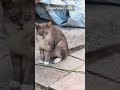 suspicious cat s 🐈 with a funny face eyes contact