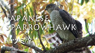 野鳥撮影・ 野鳥動画：ツミのメス