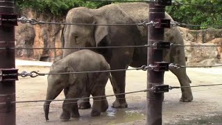 親子で行進！アジアゾウの子供アルンとウタイ母さん（上野動物園）Asian Elephant Mother \u0026 Baby