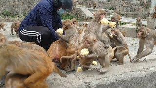 Best food for monkey | Cooking rice in mango juice and feeding the monkeys