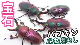 まるで宝石 パプアキンイロクワガタの成虫割出し