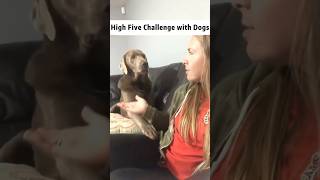 High Five Challenge with Dogs #foryou #funny #dog