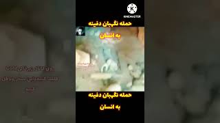 حمله نگهبان دفینه به انسان#زیرخاکیgold#گنج#shorts