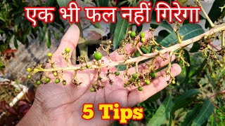 Mango Tree Care After Fruit Seting In Pot (IN HINDI)