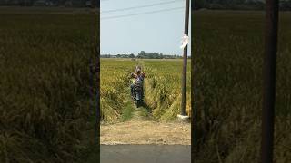 Taklukan Rintangan .... Ahli Jalan di Pematang Sawah #shorts