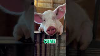 Pig Says Hello