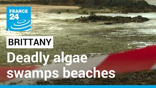 'Unprecedented': Deadly algae swamps Brittany's beaches even in winter • FRANCE 24 English