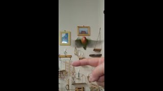 #Shorts#YouTubeショート【手乗りインコでも乗る気がない時もある！】可愛いコザクラインコ♪