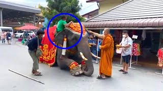 สุดทึ่ง🔥พลายงาม~มาวัดสมาน เจอ‼️ใคร? ถึงกับ นั่งหมอบ…