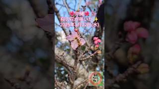 沖縄・桜の花が咲いた～2025年1月22日(水)#沖縄#寒緋桜#cherryblossom