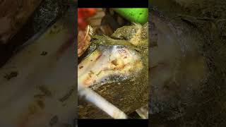 ROTTEN to the CORE!!!  #satisfying #weird #wow #animals #calming #gross