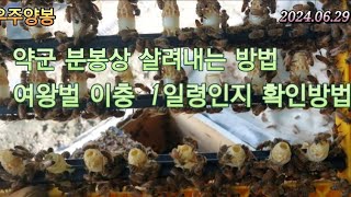 여왕벌 이충확인 및 1일령인지 체크방법#bee #beekeeper #꿀 #양봉(2024.06.29 우주양봉 이근일)