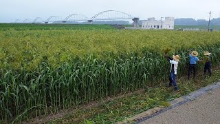 「河合の箒」ホウキモロコシの収穫