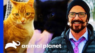 Jackson Galaxy Meets Cat Celebrities Cole & Marmalade! | My Cat From Hell