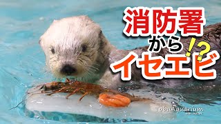 【鳥羽水族館】ラッコのメイが鳥羽消防本部から表彰を受けました！