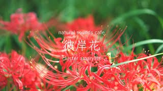 【田舎の音】彼岸花と虫の声｜2時間｜自然音｜環境音｜relaxing nature sounds｜虫の声